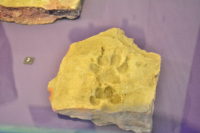 Brick with a Dog's Paw Print.JPG