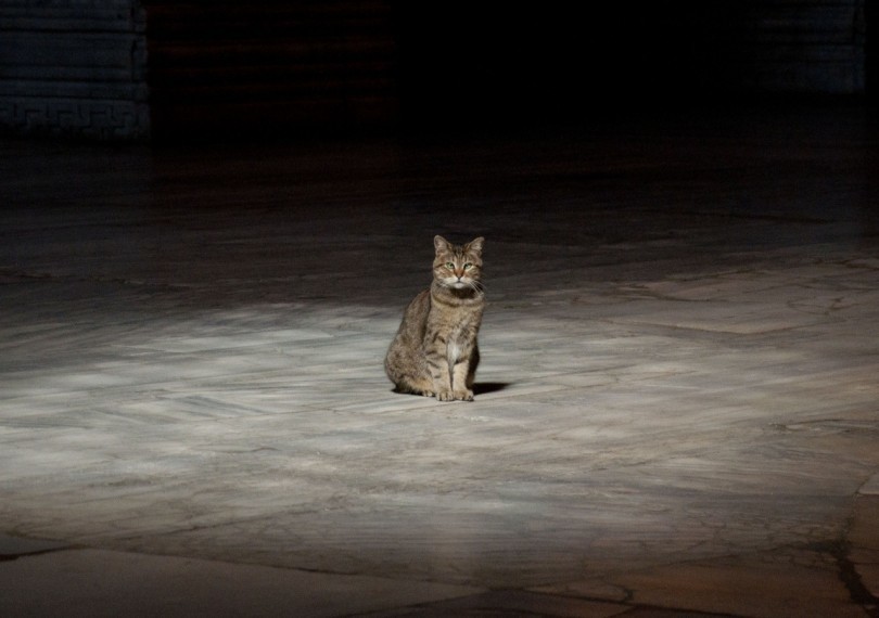 Gli the Cat of Hagia Sophia