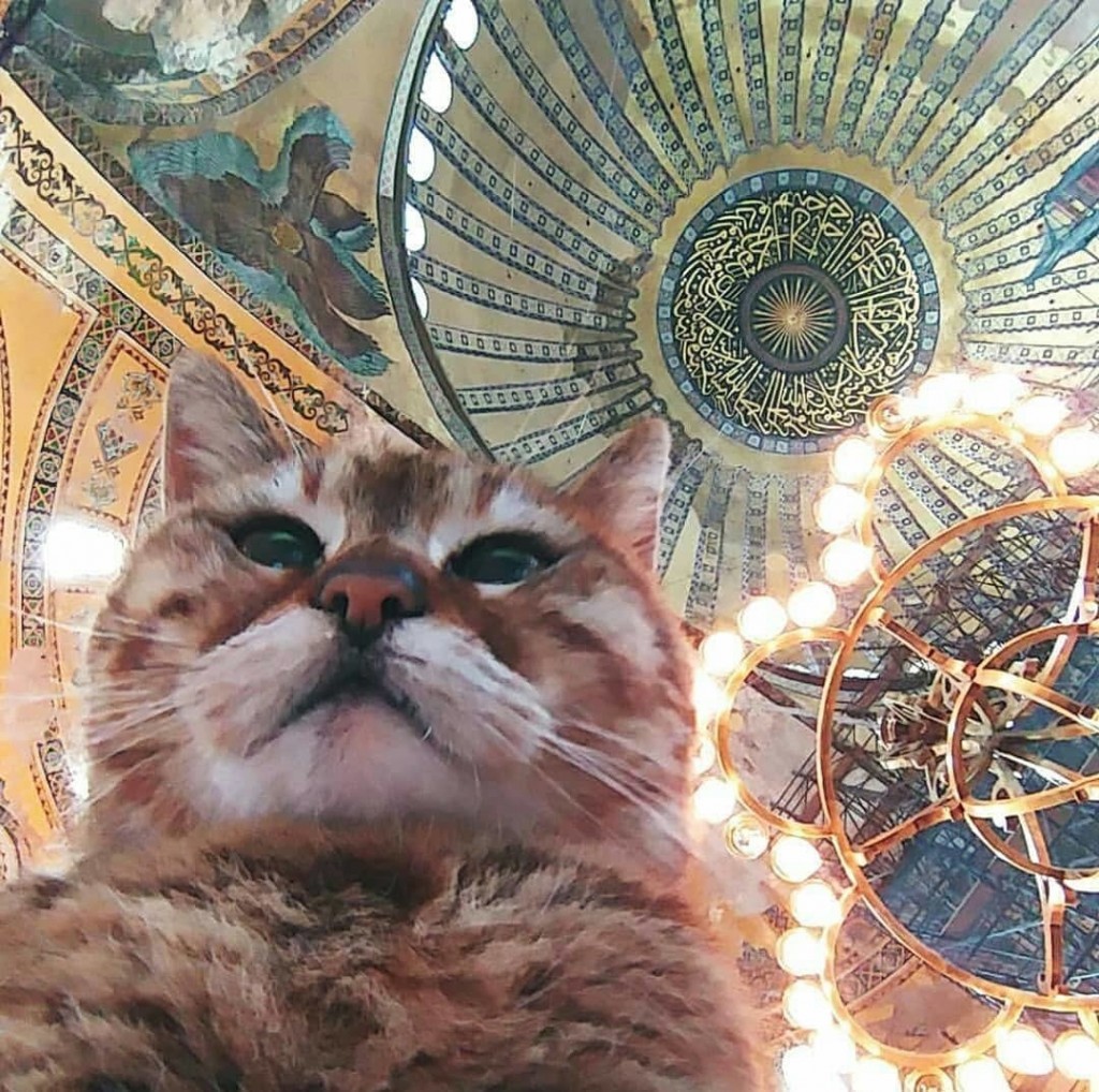 Gli The Cat Of Hagia Sophia Hagia Sophia